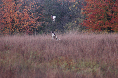 National Springer Championship 2011